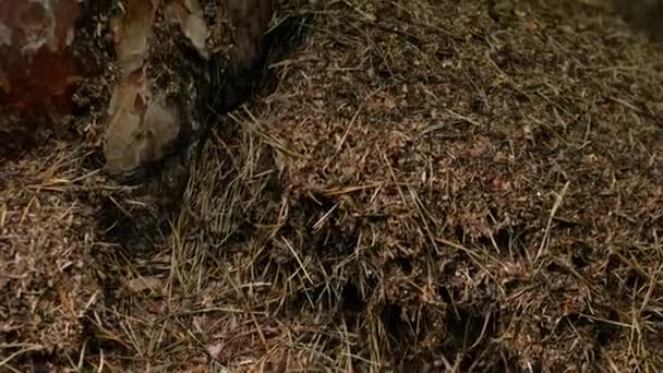 勤劳的蚂蚁筑起一个大蚁丘 — 图库视频影像