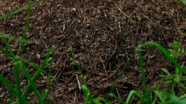 Kırmızı karıncalar bir ağacın yanında büyük bir karınca yuvası inşa ederler..