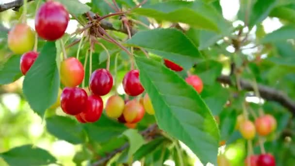 La cereza roja crece en un jardín. Cosecha de bayas en verano en la aldea . — Vídeos de Stock