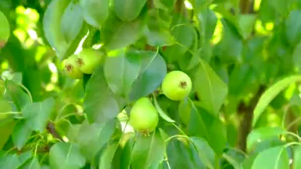 A pêra verde cresce em um jardim. Colheita de frutas no verão na aldeia . — Vídeo de Stock