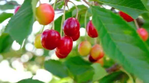 La cerise rouge pousse dans un jardin. Récolte des baies en été au village. — Video