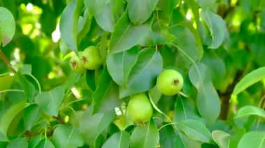 Bahçede yeşil armut yetişir. Yazın köyde meyve hasadı..