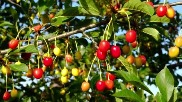 Czerwona wiśnia rośnie w ogrodzie. Żniwa jagodowe w lecie we wsi. — Wideo stockowe