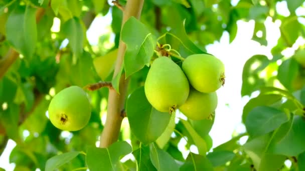 La poire verte pousse dans un jardin. Récolte de fruits en été dans le village. — Video