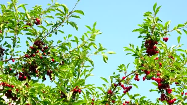 La cerise rouge pousse dans un jardin. Récolte des baies en été au village. — Video