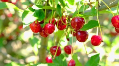 Bahçede kırmızı kiraz yetişiyor. Yazın köyde böğürtlen hasadı.
