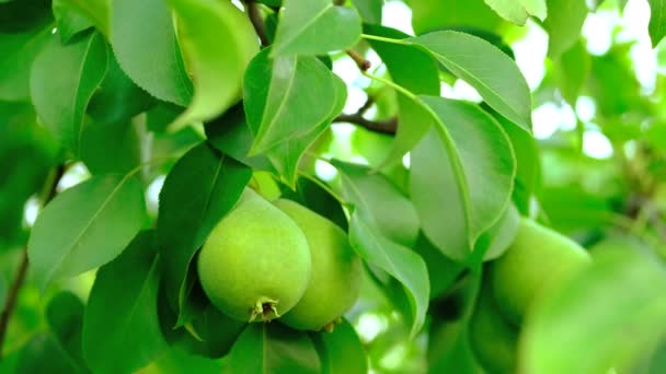 La pera verde cresce in un giardino. Raccolta di frutta in estate nel villaggio. — Video Stock