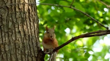 Parktaki ağaçtaki kırmızı sincap, doğal bir çevrede..