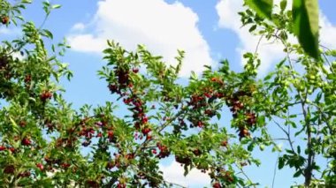 Bahçede kırmızı kiraz yetişiyor. Yazın köyde böğürtlen hasadı.