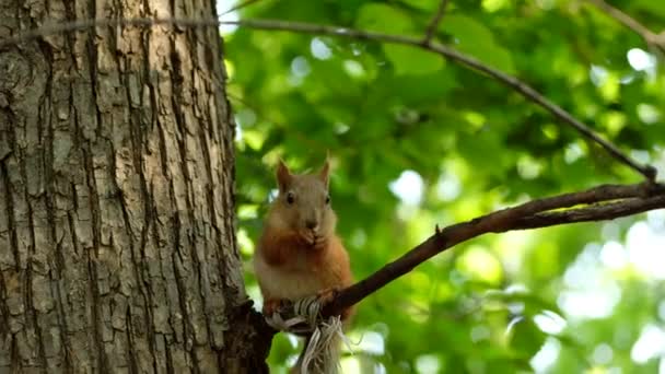 Červená veverka na stromě v parku, v přírodním prostředí. — Stock video