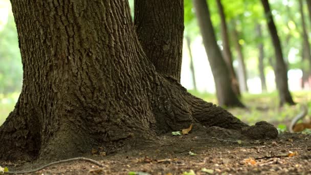 Rotes Eichhörnchen auf Baum im Park, in einer natürlichen Umgebung. — Stockvideo