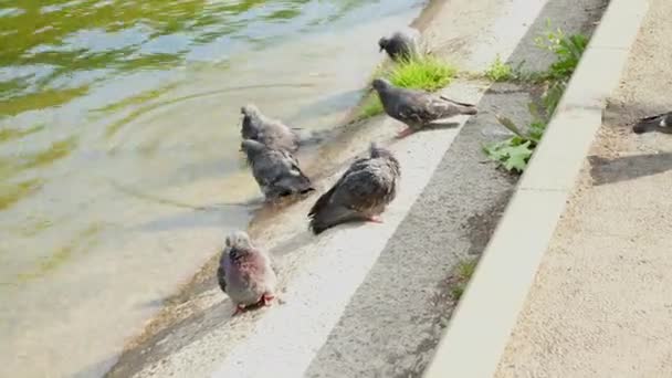 Duiven op oevers van rivier of meer. Vogels in het park in de zomer. — Stockvideo