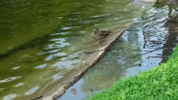 Wilde eend aan de oevers van de vijver. Vogels in het park in de zomer. — Stockvideo