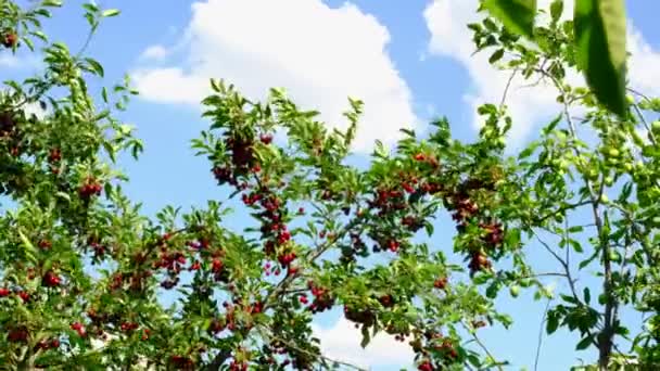Czerwona wiśnia rośnie w ogrodzie. Żniwa jagodowe w lecie we wsi. — Wideo stockowe
