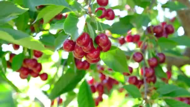庭で赤い桜が成長します。村の夏のベリー収穫. — ストック動画
