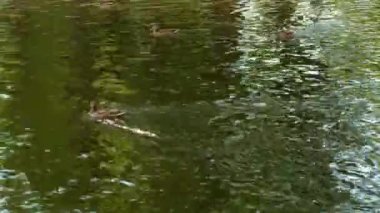 Gölün kıyısındaki vahşi ördek. Yazın parktaki kuşlar.