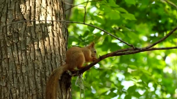 Red squirrel on tree in park, in a natural environment. — Stock Video