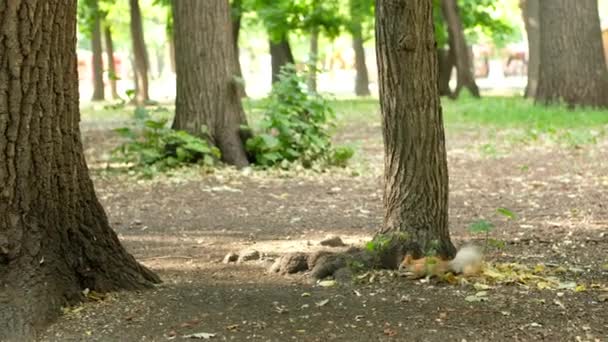 Ardilla roja en el árbol en el parque, en un entorno natural. — Vídeo de stock