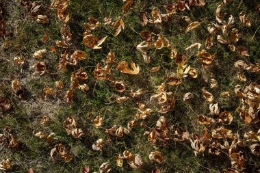 Çim doku arka plan üzerinde sonbahar yaprakları.