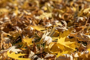 Sonbahar ağaç yaprak. Sonbahar kopya alanı zemin. Bokeh arka plan.