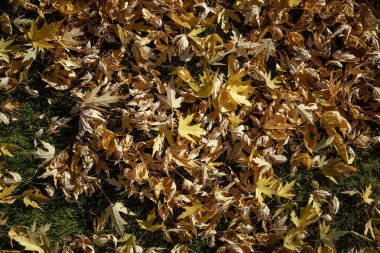 doku arka plan sonbahar yaprakları.