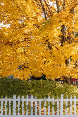 Parlak sarı sonbahar ağaç arka bahçede beyaz çitli ile yaprak.