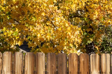 Rustik ahşap çit arka plan sarı sonbahar ağaçları ile.