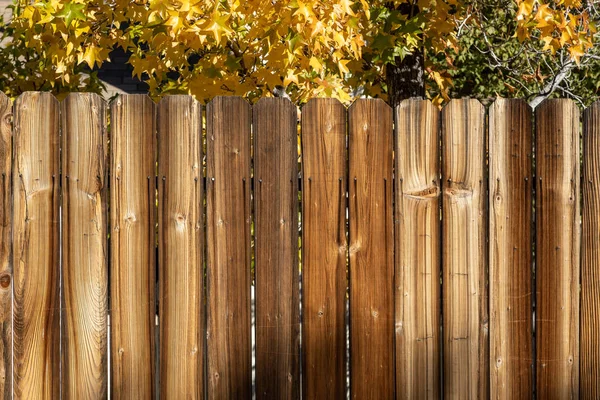 Rustik ahşap çit arka plan sarı sonbahar ağaç ve kopya alanı.