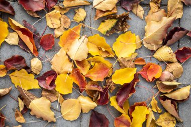 Kaldırım arka plan üstten görünüm üzerinde makro renkli sonbahar yaprakları