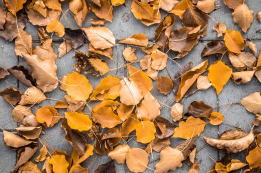 Kaldırım arka plan üstten görünüm Textu üzerinde closeup turuncu sonbahar yaprakları