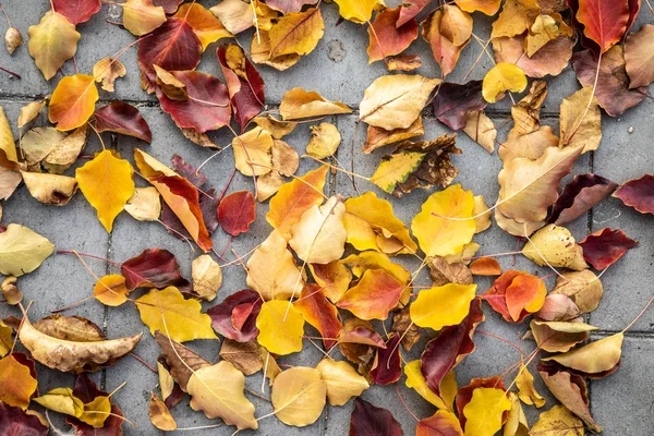 Kaldırım arka plan üstten görünüm portre renkli sonbahar yaprakları 