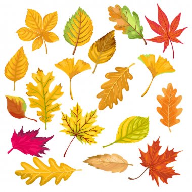 sonbahar renk yaprakları beyaz arka plan üzerinde izole. vektör illustra