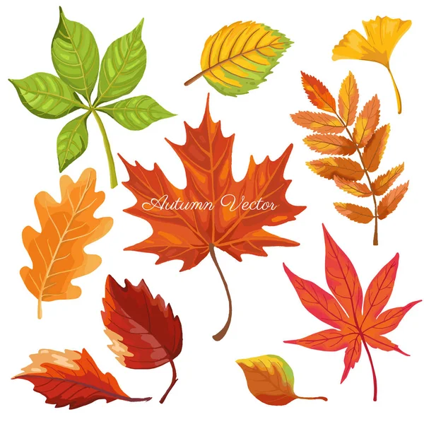 Feuilles de couleur automne isoler sur fond blanc. vecteur illustra — Image vectorielle