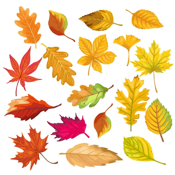 Feuilles de couleur automne isoler sur fond blanc. vecteur illustra — Image vectorielle