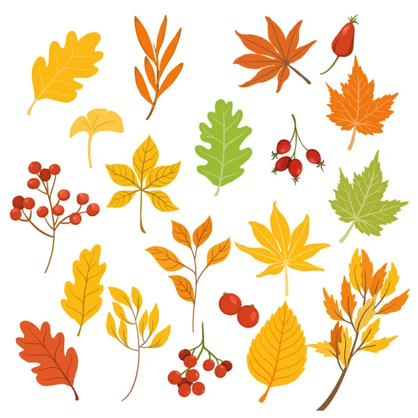 Autumnand fall seasons leaves isolated on withe background. vect — Stock Vector