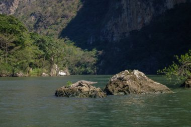Rio Grijalva (Sumidero Canyon), Meksika yakınındaki timsah