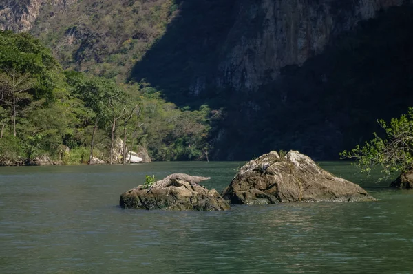 Rio Grijalva (Sumidero Canyon), Meksika yakınındaki timsah