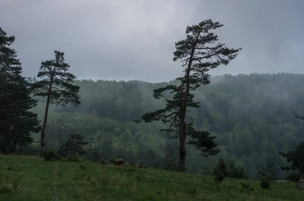 Low clouds over forest in Zlatibor mountain area, Serbia