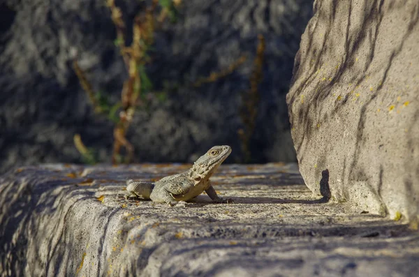 Lizard on  old headstone in an abandoned Vorotnavank monastery i — Stock Photo, Image