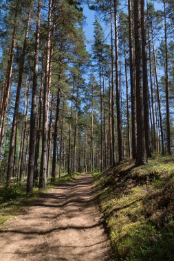 Çam ormanındaki ekolojik rota. Vyaramyanselka Dağları 'nın doğal rezervi. Leningradskaya obdast, Rusya