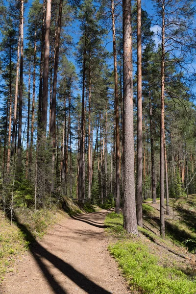 Ecologische Route Het Dennenbos Natuurreservaat Van Vyaramyanselka Range Leningradskaja Obdast — Stockfoto