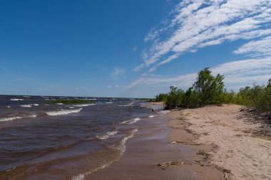 Ladoga Gölü kıyılarında rüzgarlı bir gün. Ulusal rezerv Kokkorevo. Leningrad bölgesi, Rusya