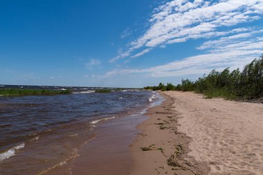 Ladoga Gölü kıyılarında rüzgarlı bir gün. Ulusal rezerv Kokkorevo. Leningrad bölgesi, Rusya