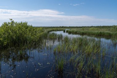 Kokkorevo bataklığının manzarası. Doğal rezerv Kokkorevskey, Ladoga gölü kıyısı, Leningrad bölgesi, Rusya