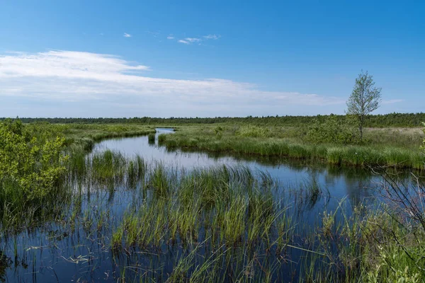 Kokkorevo沼泽全景 俄罗斯列宁格勒地区Ladoga湖岸Kokkorevskey自然保护区 — 图库照片