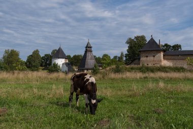 Meadow 'da inek. Arka planda Tararygin Kulesi, Yukarı Izgara Kulesi ve Pskovo-Pechersky Manastırı 'nın kale duvarlı Taylovskaya Kulesi. Göğüs, Rusya