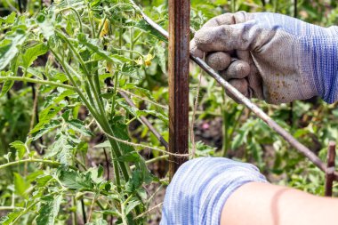 Bahçıvanın eller genç domates bitkiler çiçek demir ayağı ile bağlamak