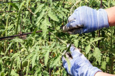 Bahçıvanın eller genç domates bitkiler çiçek demir ayağı ile bağlamak