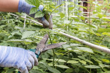 Budama ile ahududu bahçe genç makas Genç sürgünler