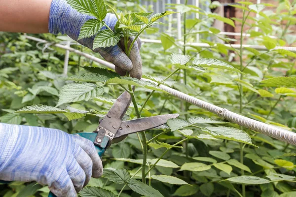 Poda Con Tijeras Jóvenes Brotes Jóvenes Frambuesas Jardín — Foto de Stock